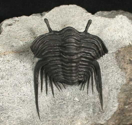 Rare, Stalked-Eyed Cybele Trilobite - Norway #6467